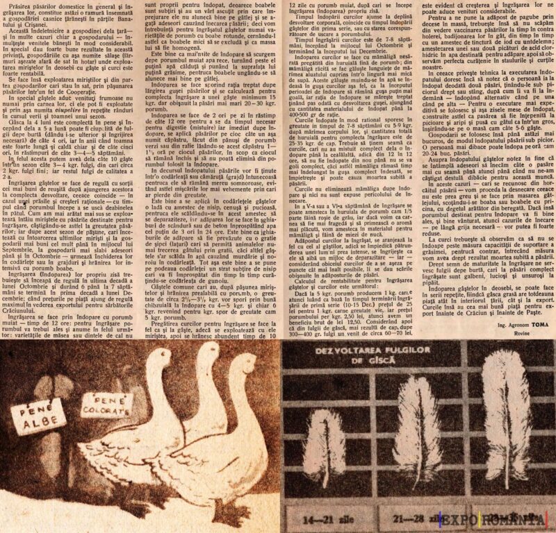 Cum crești gaste pentru pene sau carne