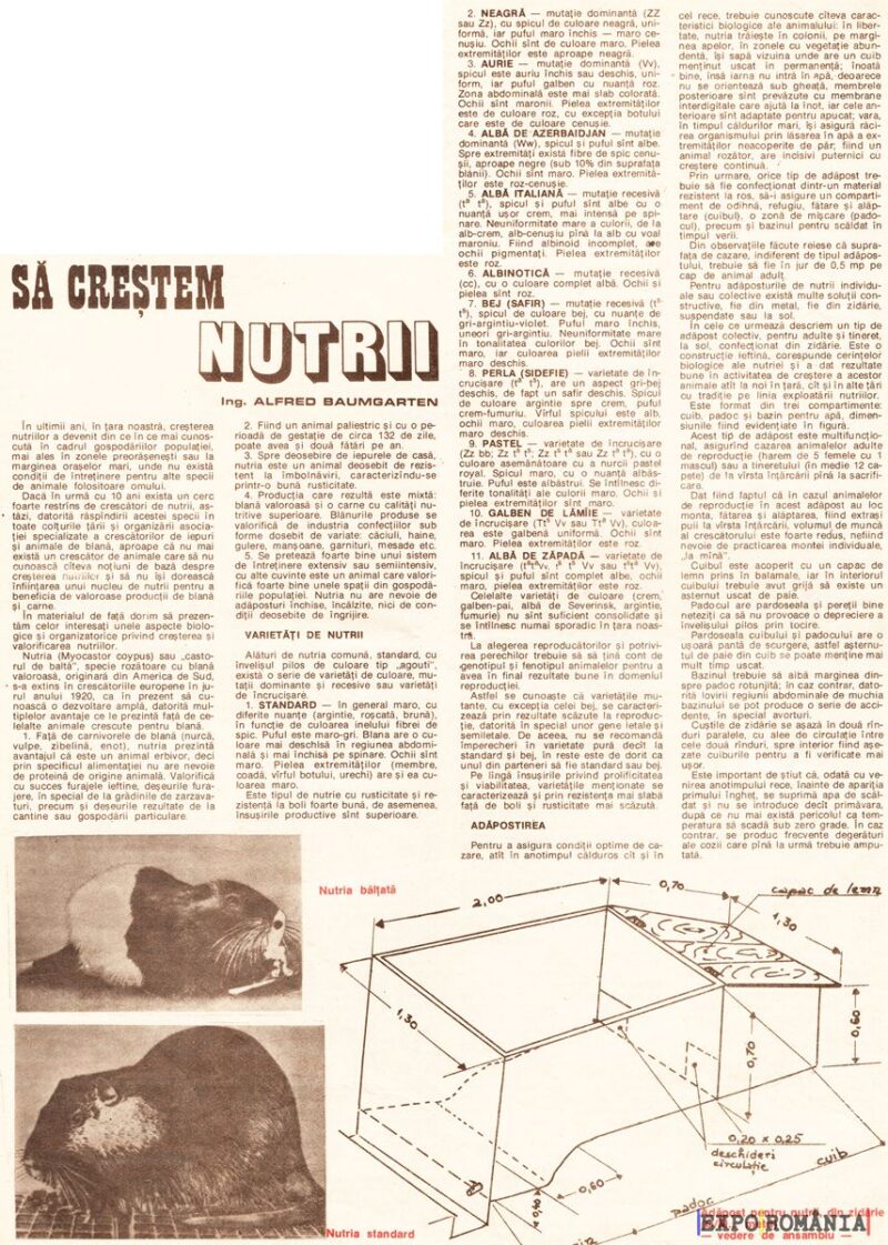 Cum faci o crescatorie de nutrii