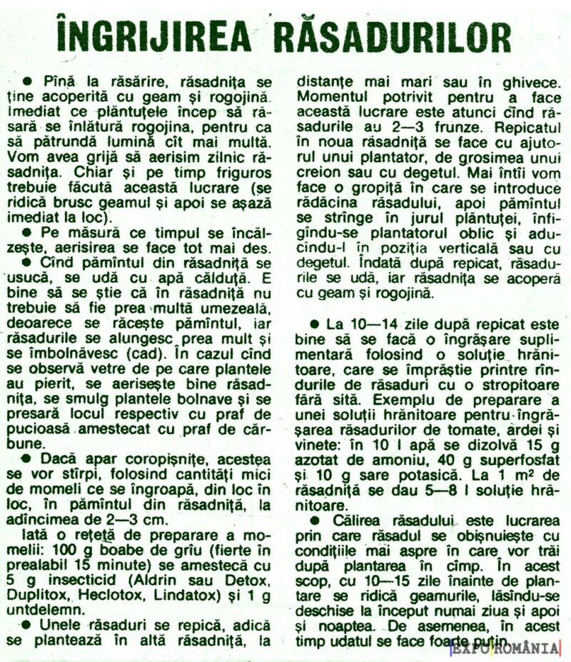 Cum ingrijești rasadurile