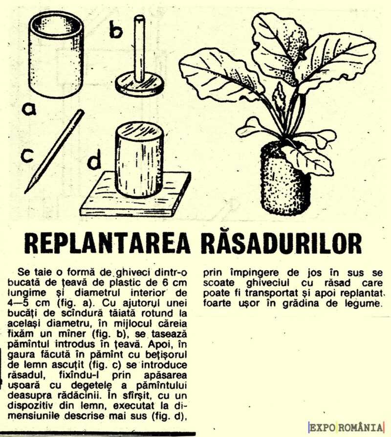 Cum replantezi rasadurile