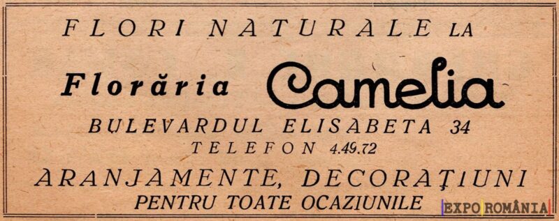 Flori naturale pentru orice ocazie