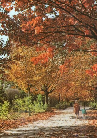 Toamnă în parc cu frunze colorate