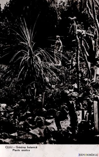 Carte poștală Cluj Napoca Gradina Botanica - anii '60 - 01