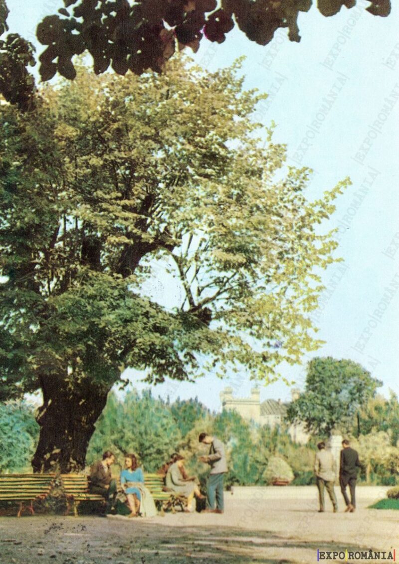 Carte poștală Iasi Teiul Lui Eminescu - anii '60 - 02