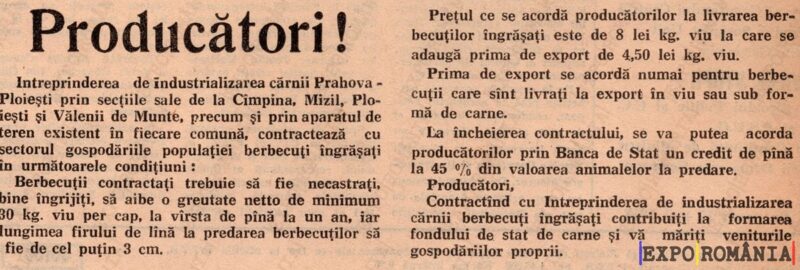 Producție de berbecuți pentru export în condiții speciale