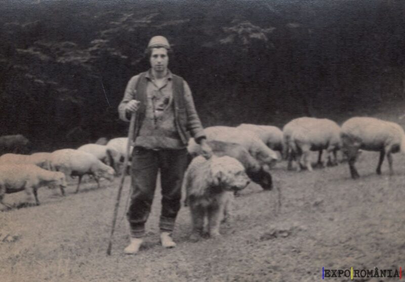 Cioban cu Turma de Oi și Câine Ciobănesc - Anii '60