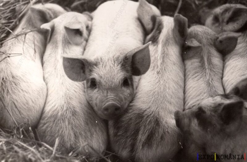 Pui de Purcel - Anii '60